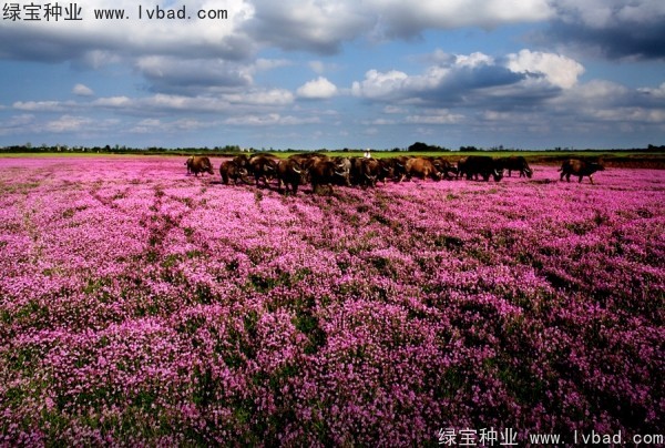 <a href='http://www.wuzhouwash.com/yaocaizhongzi/2335.html' target='_blank'>紅花</a>酢漿草<a href='http://www.wuzhouwash.com/' target='_blank'>種子</a>