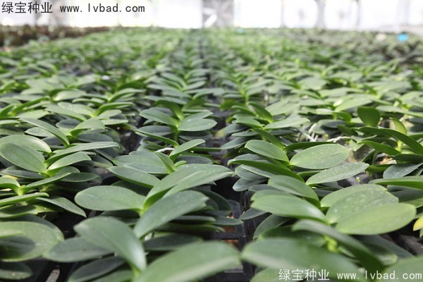 <a href='http://www.wuzhouwash.com/caohuazhongzi/1066.html' target='_blank'>蝴蝶蘭種子</a>