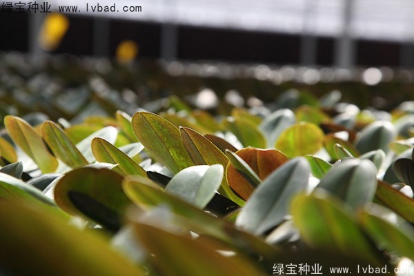 蝴蝶蘭<a href='http://www.wuzhouwash.com/' target='_blank'>種子</a>