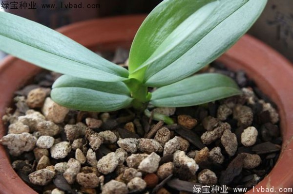 <a href='http://www.wuzhouwash.com/caohuazhongzi/1066.html' target='_blank'>蝴蝶蘭</a><a href='http://www.wuzhouwash.com/' target='_blank'>種子</a>