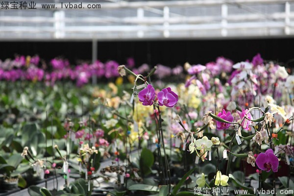 <a href='http://www.wuzhouwash.com/caohuazhongzi/1066.html' target='_blank'>蝴蝶蘭</a><a href='http://www.wuzhouwash.com/' target='_blank'>種子</a>