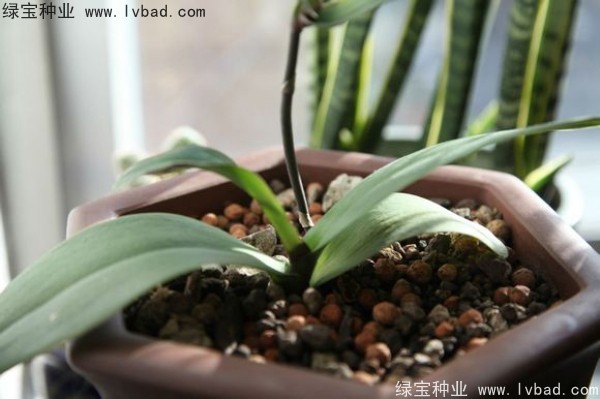 <a href='http://www.wuzhouwash.com/caohuazhongzi/1066.html' target='_blank'>蝴蝶蘭種子</a>