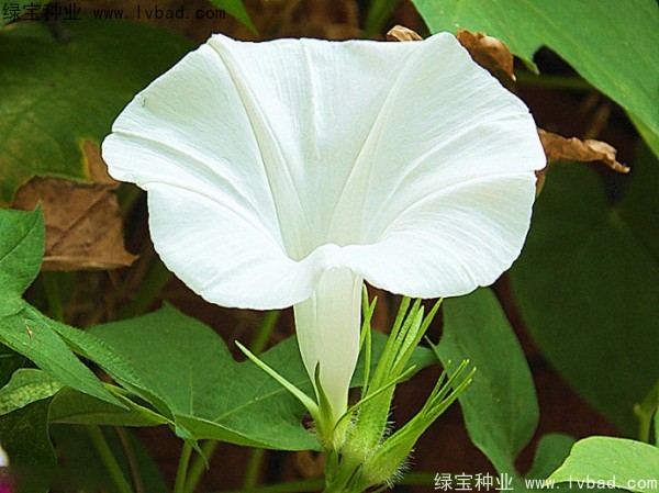 黃花牽牛種子