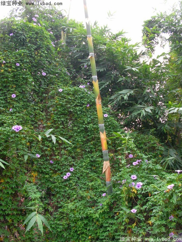 黃花牽牛<a href='http://www.wuzhouwash.com/' target='_blank'>種子</a>