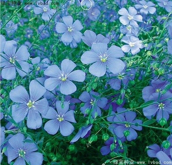 <a href='http://www.wuzhouwash.com/caohuazhongzi/1071.html' target='_blank'>黃金亞麻種子</a>