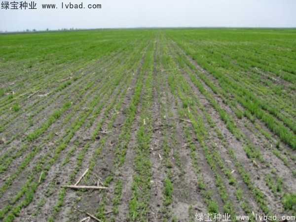 <a href='http://www.wuzhouwash.com/caohuazhongzi/1071.html' target='_blank'>黃金亞麻種子</a>