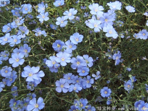 <a href='http://www.wuzhouwash.com/caohuazhongzi/1071.html' target='_blank'>黃金亞麻</a><a href='http://www.wuzhouwash.com/' target='_blank'>種子</a>