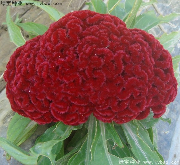 火焰<a href='http://www.wuzhouwash.com/caohuazhongzi/1076.html' target='_blank'>雞冠花</a>