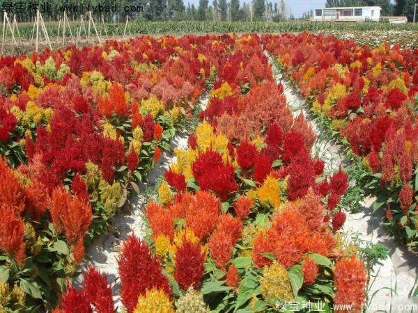 火焰雞冠花<a href='http://www.wuzhouwash.com/' target='_blank'>種子</a>