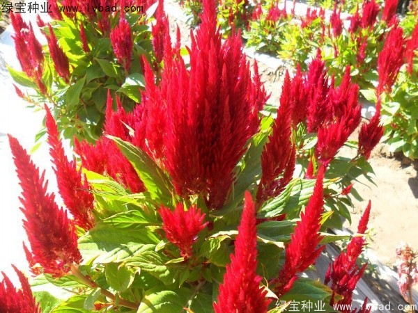 <a href='http://www.wuzhouwash.com/caohuazhongzi/1073.html' target='_blank'>火焰雞冠花種子</a>
