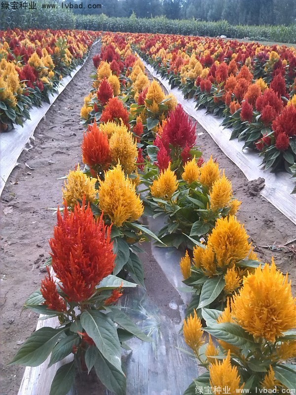 火焰雞冠花種子