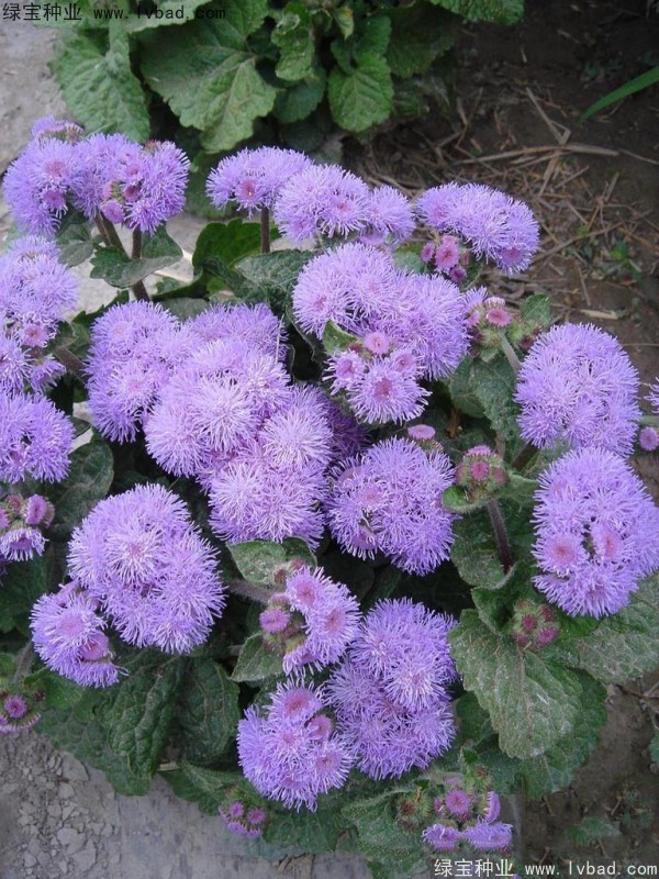 <a href='http://www.wuzhouwash.com/caohuazhongzi/1074.html' target='_blank'>藿香薊</a>圖片