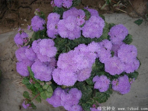<a href='http://www.wuzhouwash.com/yaocaizhongzi/2323.html' target='_blank'>藿香</a>薊種子