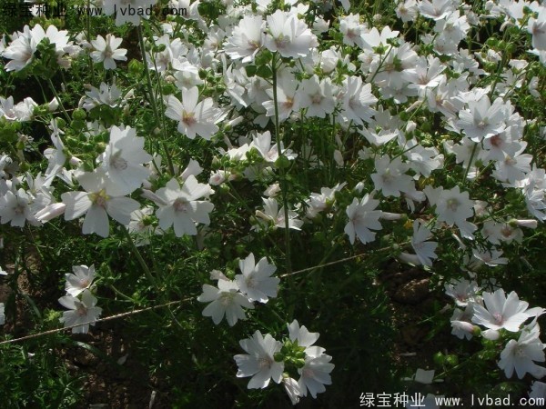 錦葵種子