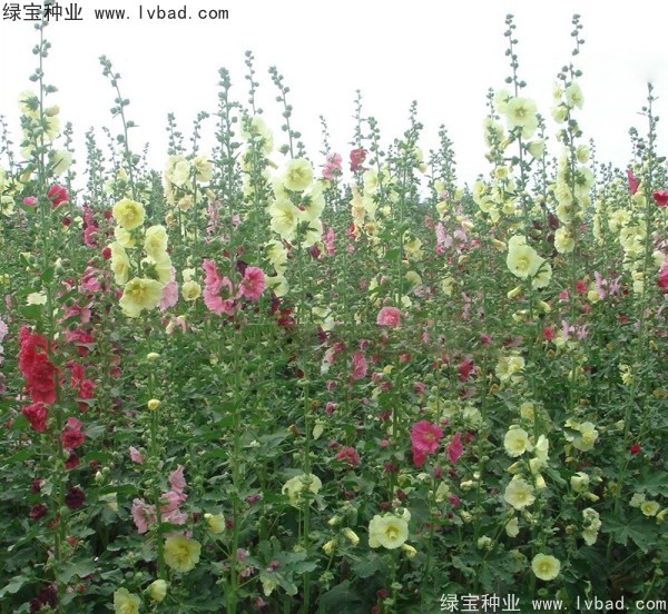 錦葵種子