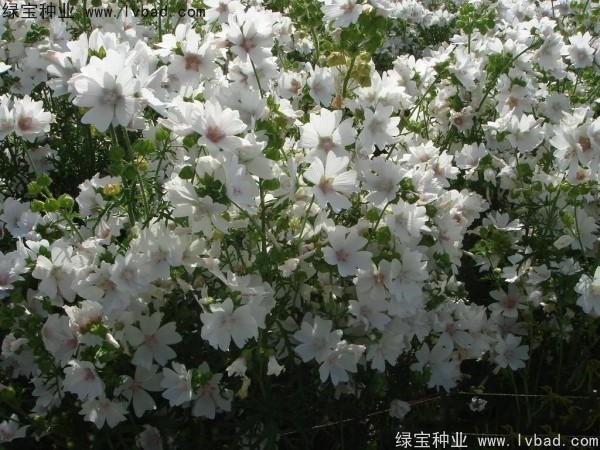 錦葵種子