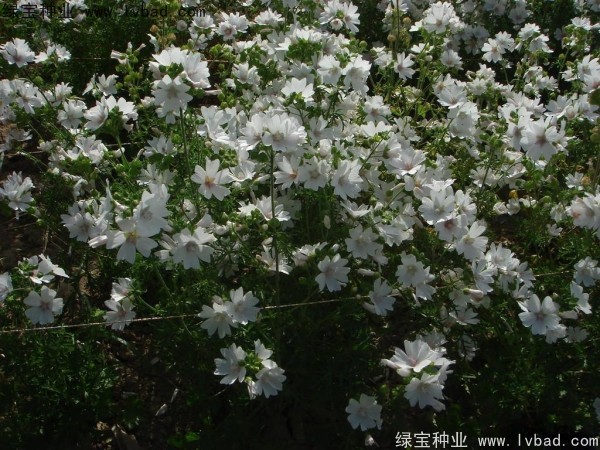 錦葵種子