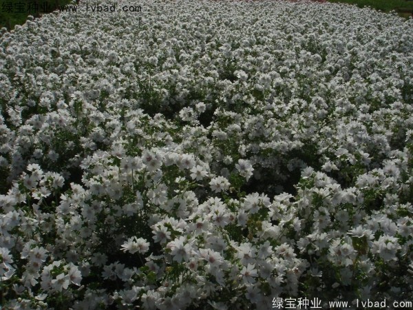 錦葵種子
