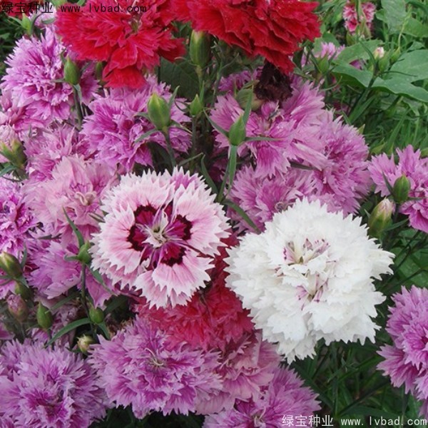 康乃馨<a href='http://www.wuzhouwash.com/' target='_blank'>種子</a>