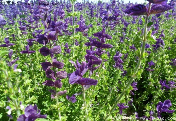 藍花<a href='http://www.wuzhouwash.com/caohuazhongzi/1626.html' target='_blank'>鼠尾草</a>圖片