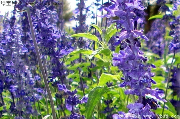 <a href='http://www.wuzhouwash.com/caohuazhongzi/1576.html' target='_blank'>藍花鼠尾草</a>圖片