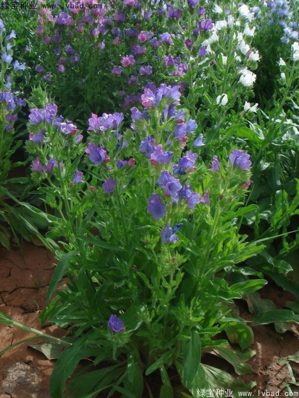 藍(lán)薊<a href='http://www.wuzhouwash.com/' target='_blank'>種子</a>