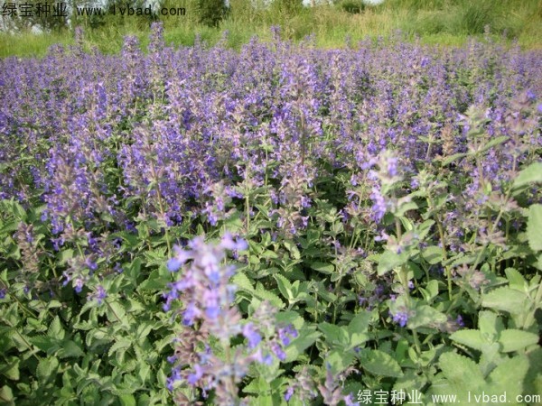 留蘭香<a href='http://www.wuzhouwash.com/caohuazhongzi/1023.html' target='_blank'>薄荷</a><a href='http://www.wuzhouwash.com/' target='_blank'>種子</a>