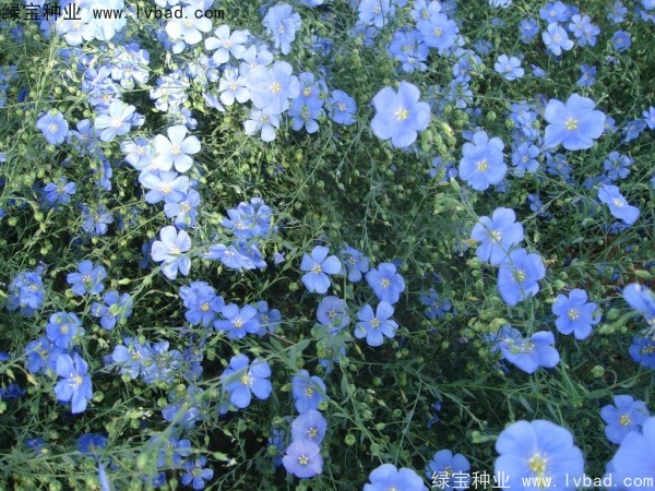 <a href='http://www.wuzhouwash.com/caohuazhongzi/1585.html' target='_blank'>六倍利種子</a>