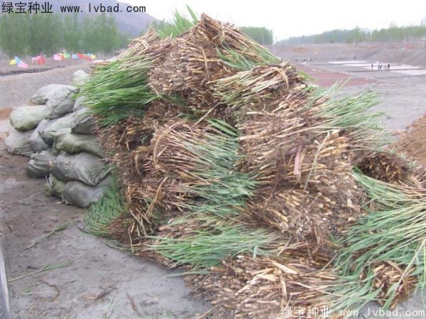 <a href='http://www.wuzhouwash.com/shuicaozhongzi/1587.html' target='_blank'>蘆葦種子</a>