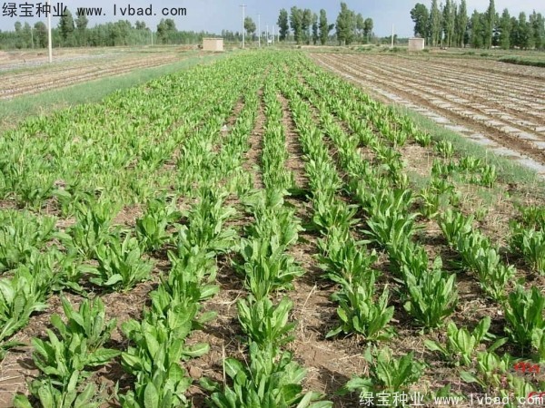 <a href='http://www.wuzhouwash.com/mucaozhongzi/1589.html' target='_blank'>魯梅克斯草</a>圖片