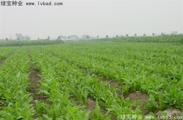 魯梅克斯草圖片