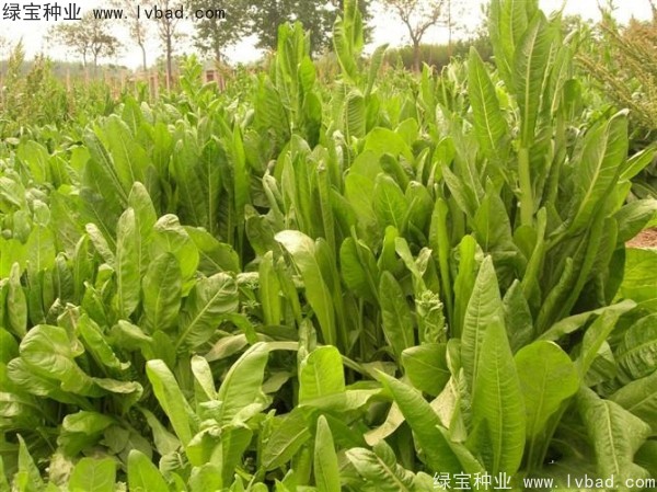 <a href='http://www.wuzhouwash.com/mucaozhongzi/16296.html' target='_blank'>魯梅克斯</a>草圖片