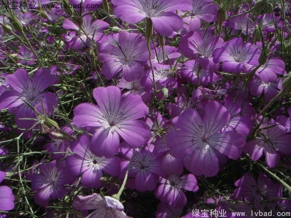 麥仙翁<a href='http://www.wuzhouwash.com/' target='_blank'>種子</a>