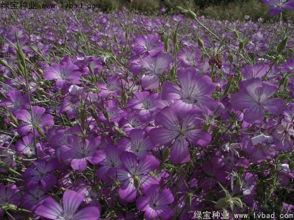 <a href='http://www.wuzhouwash.com/caohuazhongzi/1594.html' target='_blank'>麥仙翁</a><a href='http://www.wuzhouwash.com/' target='_blank'>種子</a>