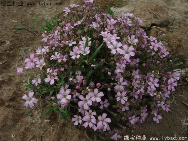 滿天星種子
