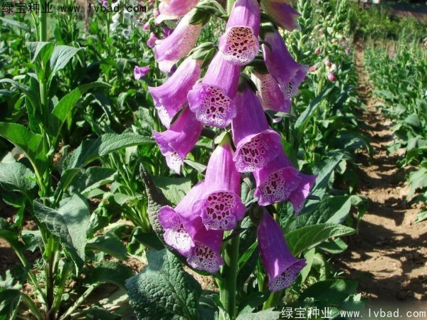 <a href='http://www.wuzhouwash.com/caohuazhongzi/1596.html' target='_blank'>毛地黃種子</a>