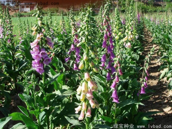 <a href='http://www.wuzhouwash.com/caohuazhongzi/1596.html' target='_blank'>毛地黃種子</a>