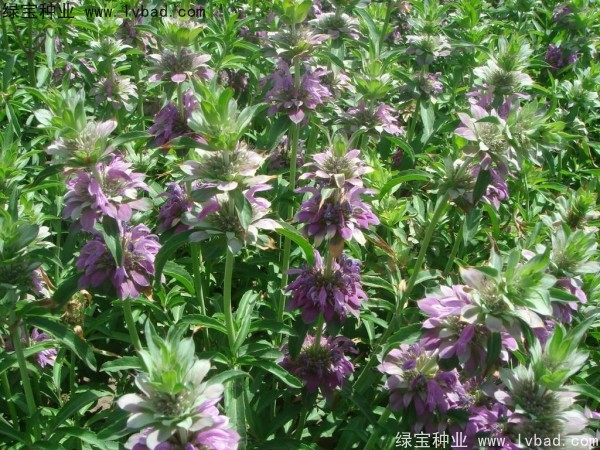 <a href='http://www.wuzhouwash.com/caohuazhongzi/1597.html' target='_blank'>美國薄荷種子</a>
