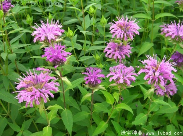 美國<a href='http://www.wuzhouwash.com/caohuazhongzi/1023.html' target='_blank'>薄荷種子</a>