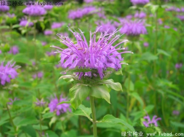 美國<a href='http://www.wuzhouwash.com/caohuazhongzi/1023.html' target='_blank'>薄荷種子</a>