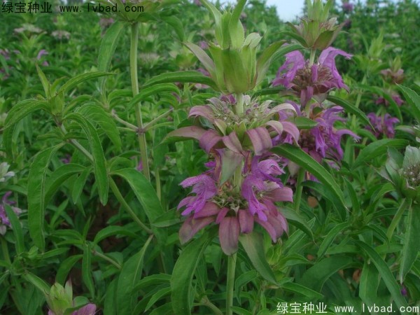 <a href='http://www.wuzhouwash.com/caohuazhongzi/1597.html' target='_blank'>美國薄荷</a>種子
