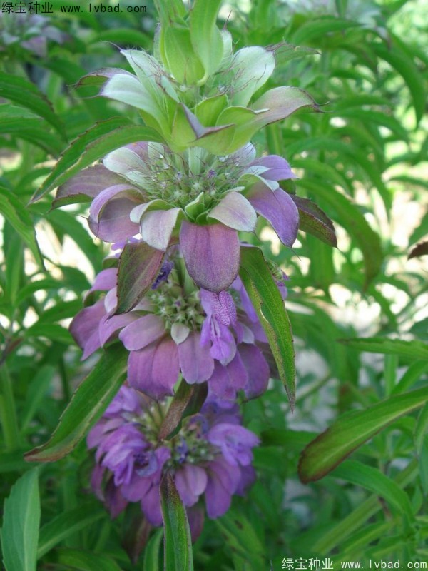 美國薄荷<a href='http://www.wuzhouwash.com/' target='_blank'>種子</a>