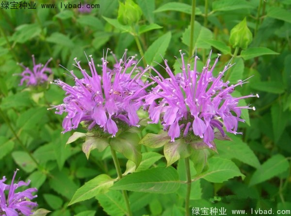 美國<a href='http://www.wuzhouwash.com/caohuazhongzi/1023.html' target='_blank'>薄荷種子</a>