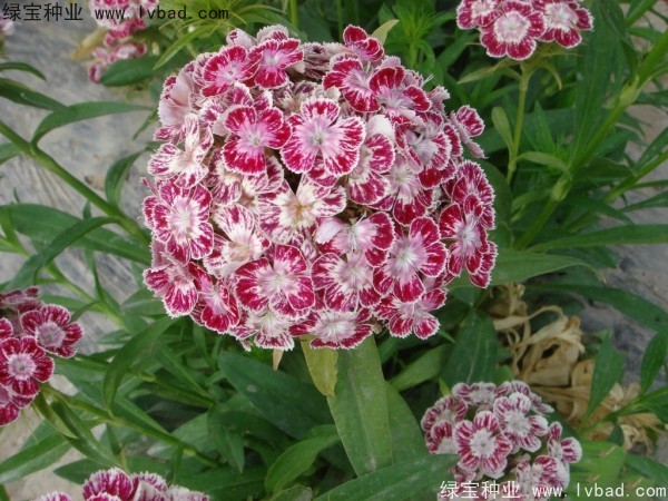 美國<a href='http://www.wuzhouwash.com/caohuazhongzi/97045.html' target='_blank'>石竹種子</a>