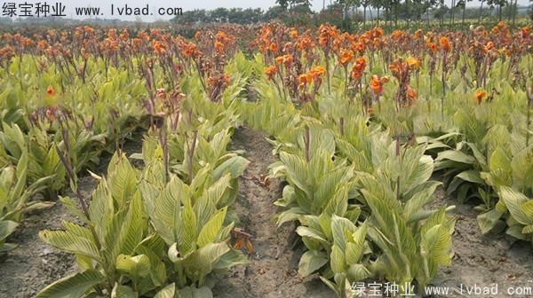<a href='http://www.wuzhouwash.com/caohuazhongzi/1601.html' target='_blank'>美人蕉種子</a>