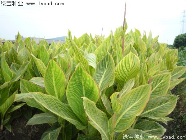 美人蕉<a href='http://www.wuzhouwash.com/' target='_blank'>種子</a>