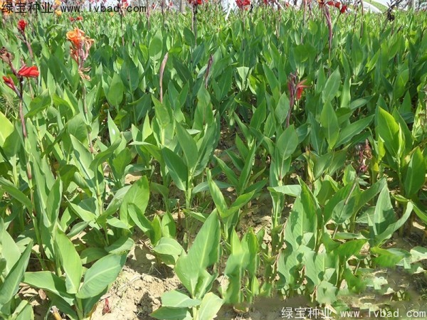 <a href='http://www.wuzhouwash.com/caohuazhongzi/1601.html' target='_blank'>美人蕉種子</a>