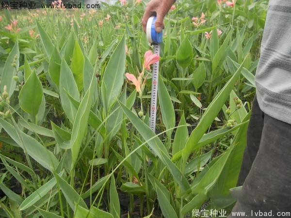 美人蕉<a href='http://www.wuzhouwash.com/' target='_blank'>種子</a>