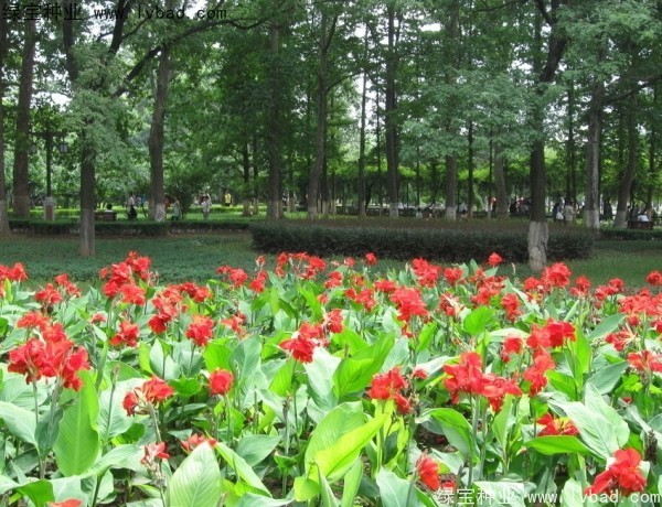 <a href='http://www.wuzhouwash.com/caohuazhongzi/1601.html' target='_blank'>美人蕉種子</a>