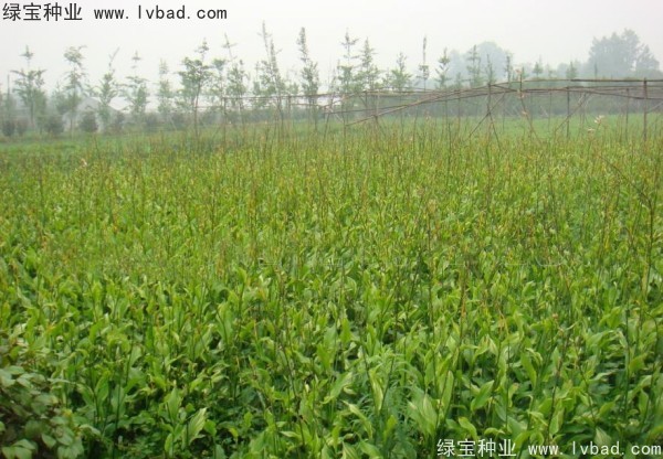 <a href='http://www.wuzhouwash.com/caohuazhongzi/1601.html' target='_blank'>美人蕉</a><a href='http://www.wuzhouwash.com/' target='_blank'>種子</a>